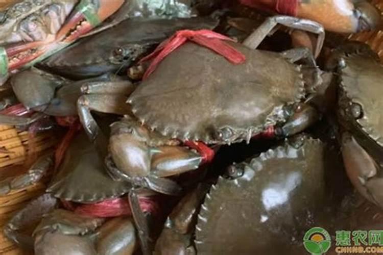 海藻肥生产价格多少钱一斤？