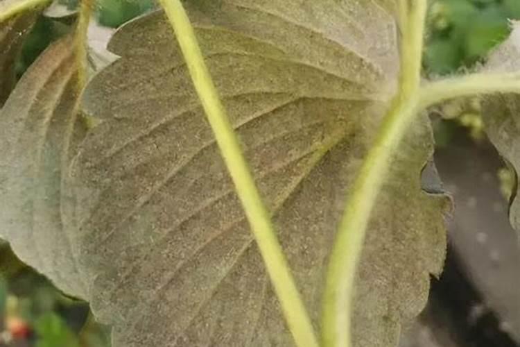 打草莓红蜘蛛有什么好药