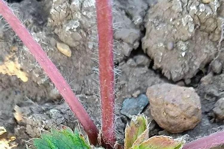 草莓不发新叶怎么办