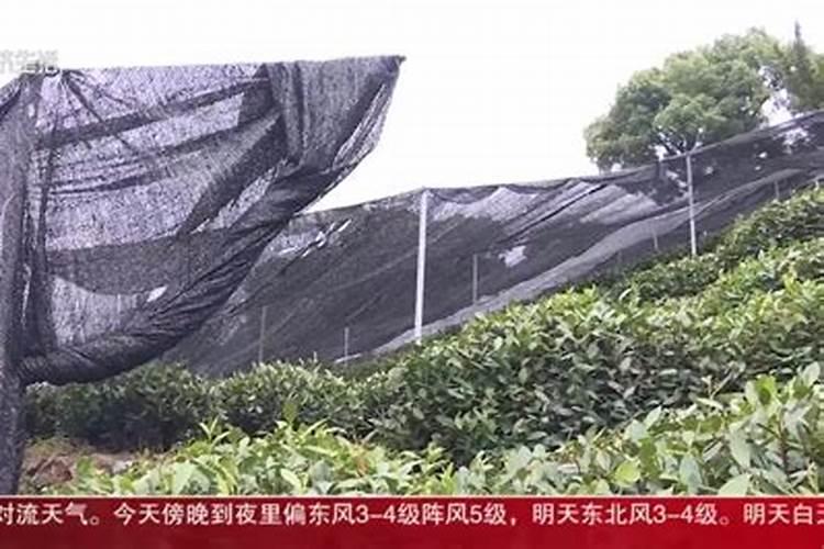 夏天给茶叶山盖上遮阳网会有好的效果吗？