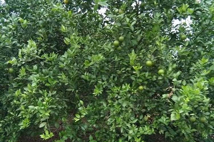 柑橘锌肥过多的危害？