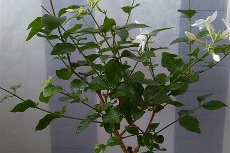 茉莉新发的侧芽叶子稀疏为什么？