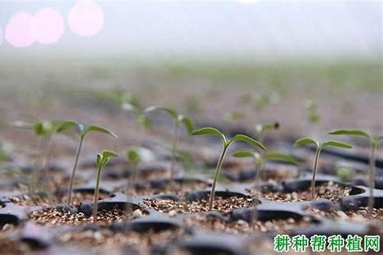 番茄什么时候施肥,如何给番茄施肥