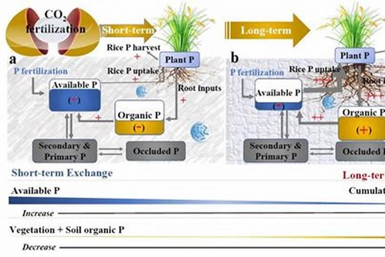 土壤解磷最佳方法