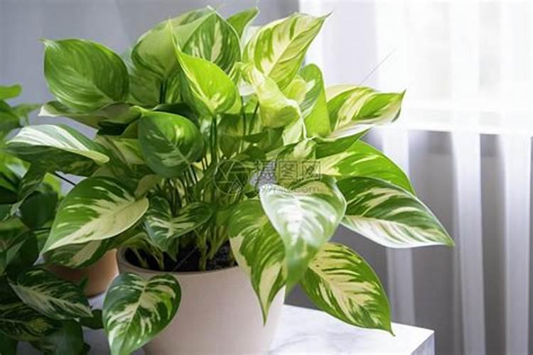 用于盆栽的磷肥有毒吗(用于盆栽的磷肥有毒吗图片)