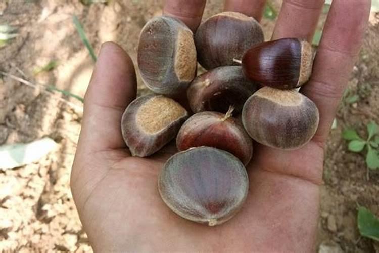 板栗摘心如何实施？