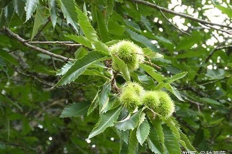 板栗夏季如何修剪