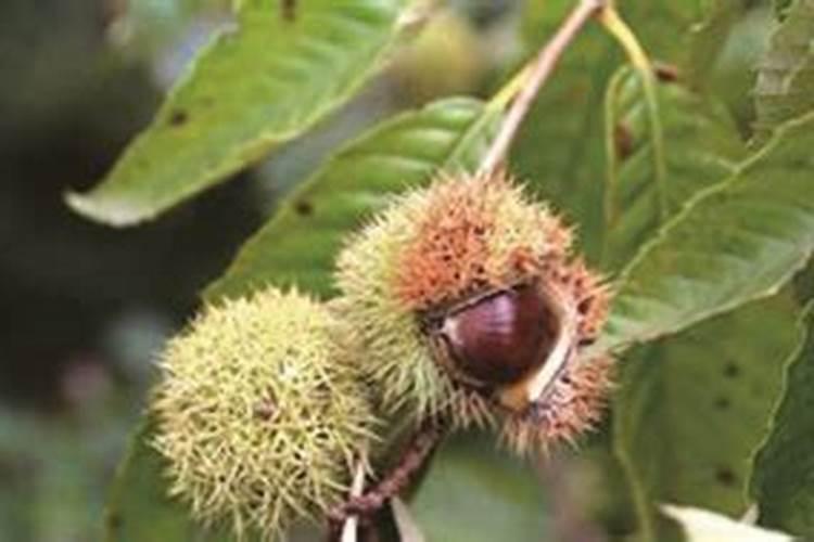 板栗剪枝各种技术