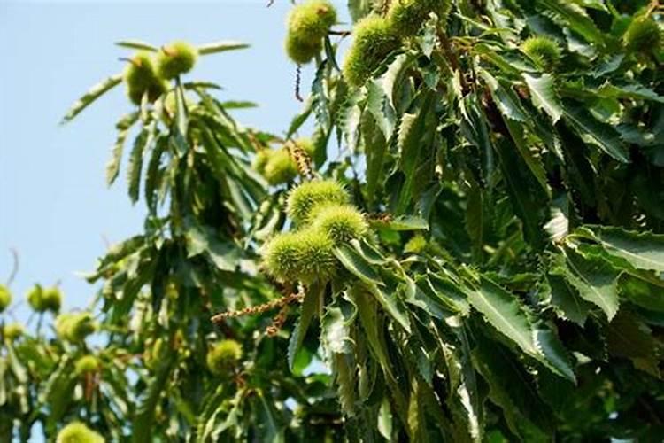 板栗怎么管理雌花多挂果多