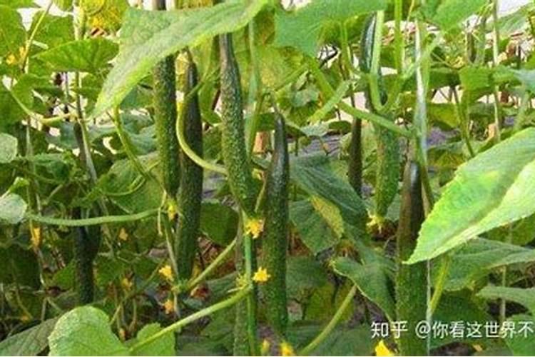 大棚黄瓜怎样增产,温室管理的水肥管理怎么做