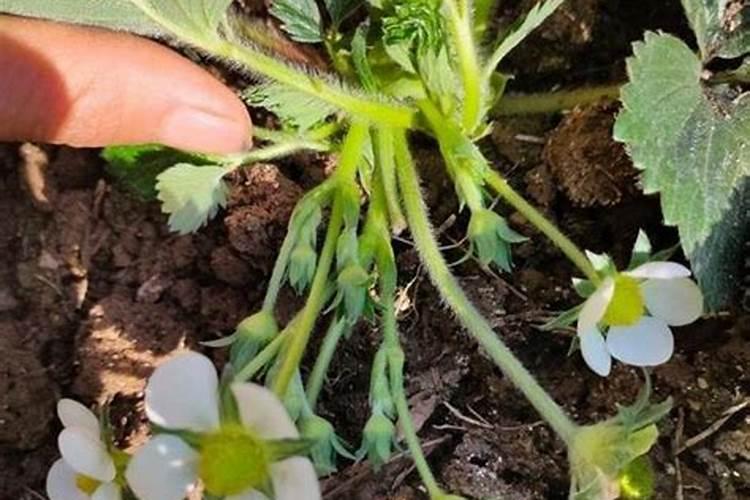 怎么给草莓苗补钙