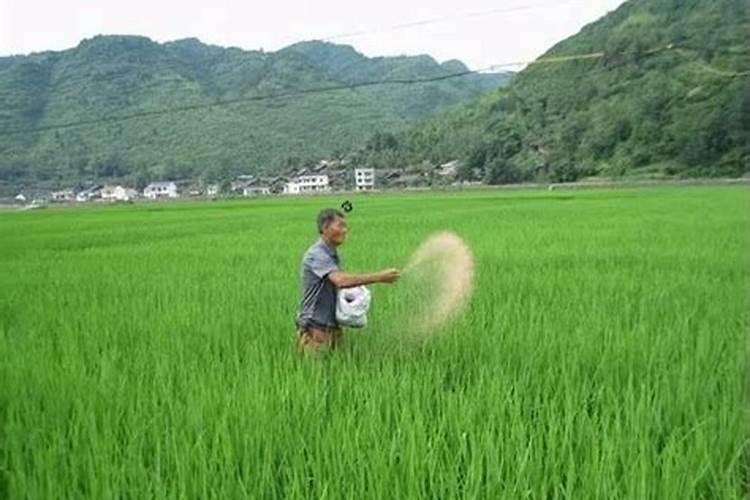 该如何解决水稻的追肥问题？