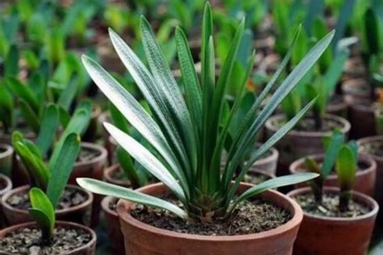 君子兰施肥时间,早上施肥生长最佳