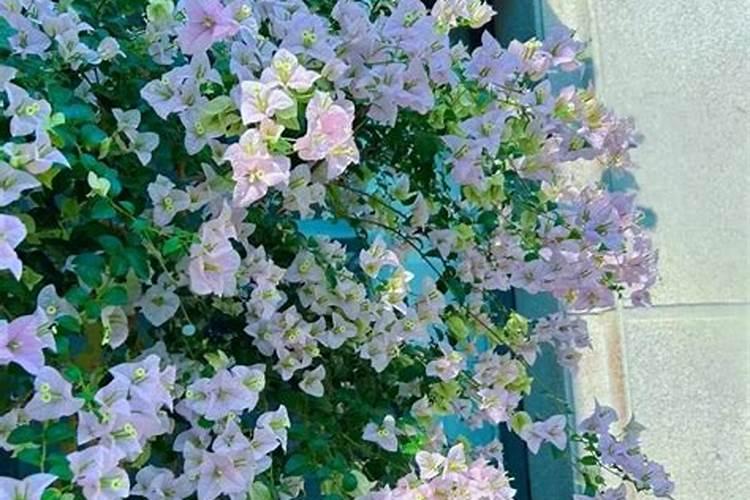 三角梅秋季生长缓慢怎么养护