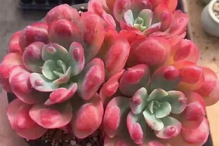 多肉植物用什么肥料最好