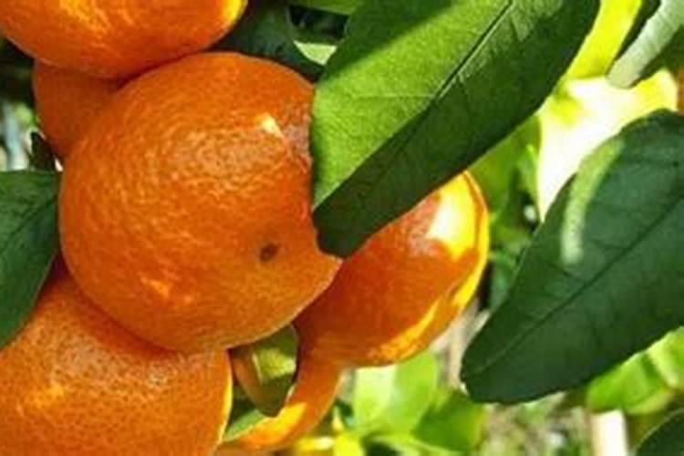 沙糖桔打什么药水快红