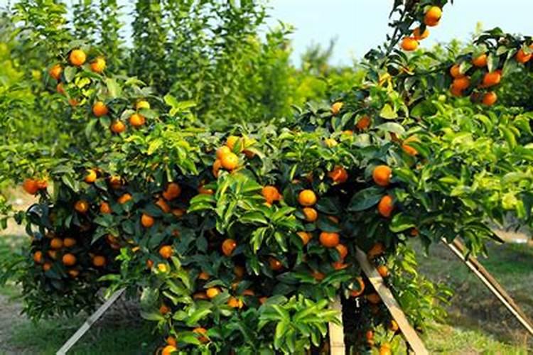 沙糖桔第二年施肥技巧