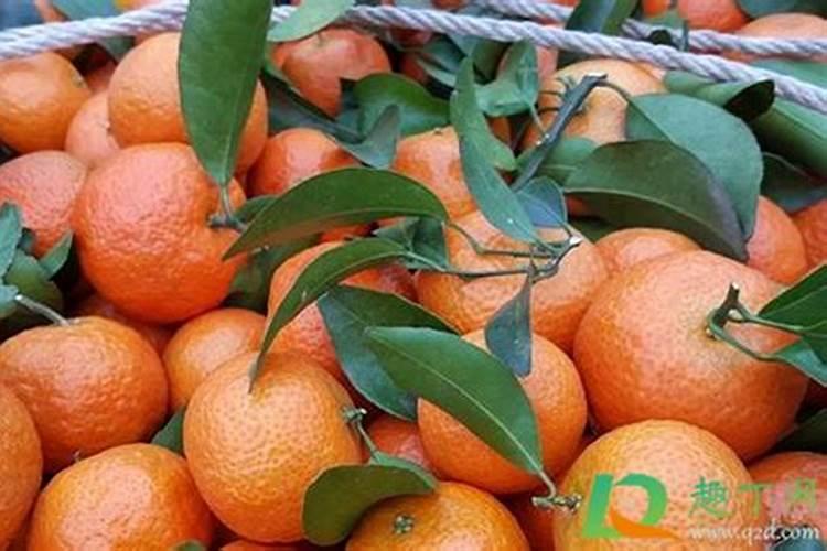 沙糖桔用什么肥料