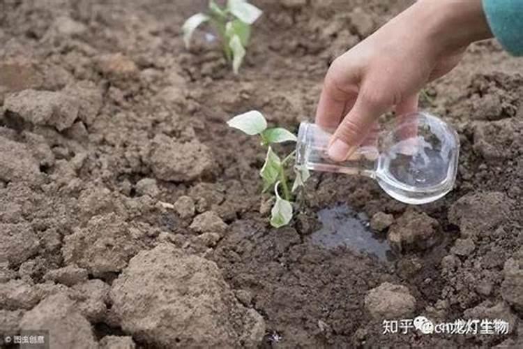 今日特夸龙灯“海藻黄腐酸粉”腐植酸中的“精华”