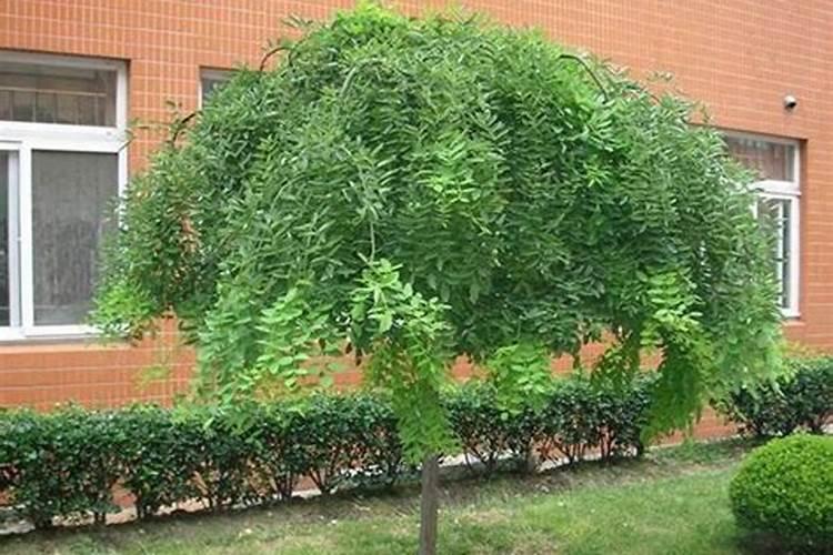 垂槐树小苗怎么施肥最好