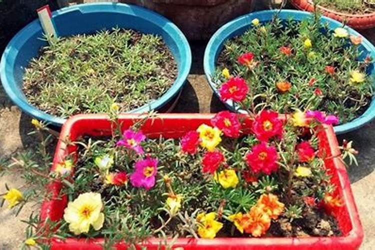 太阳花可以在小苗的时候就用氮肥吗