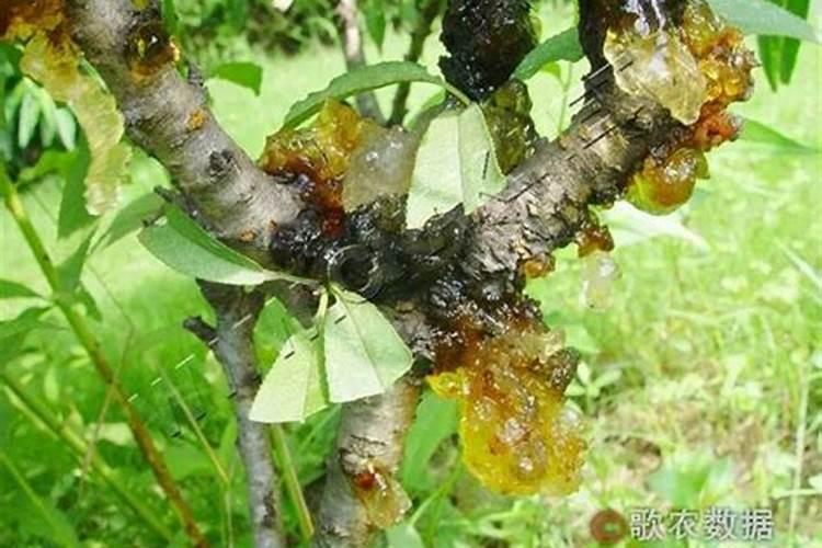 桃树流胶病会影响桃树产量,桃树流胶病有哪些？如何进行防治？