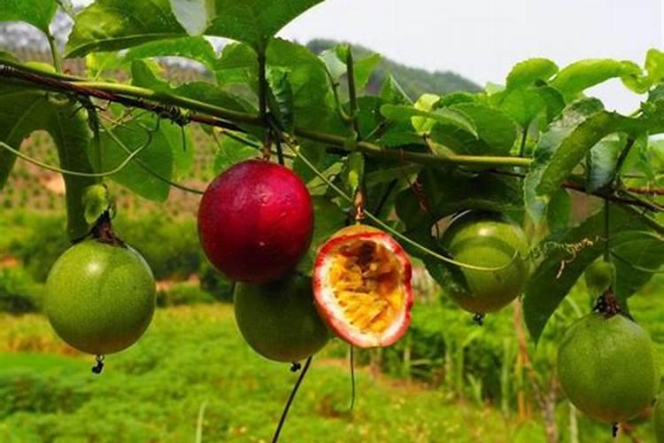 百香果什么肥可以果实膨大？百香果上什么肥料产量高？
