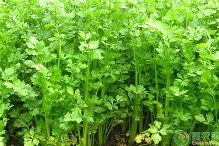 有机肥在蔬菜上施用需要注意什么