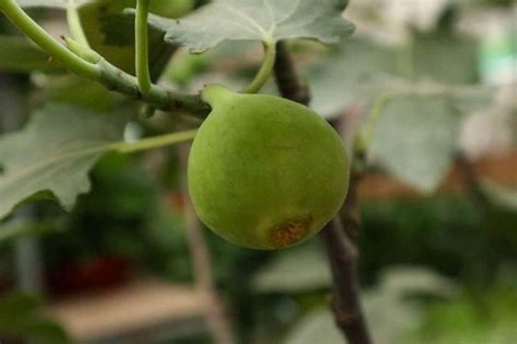 无花果怎么做好田间管理？无花果应该施什么肥？