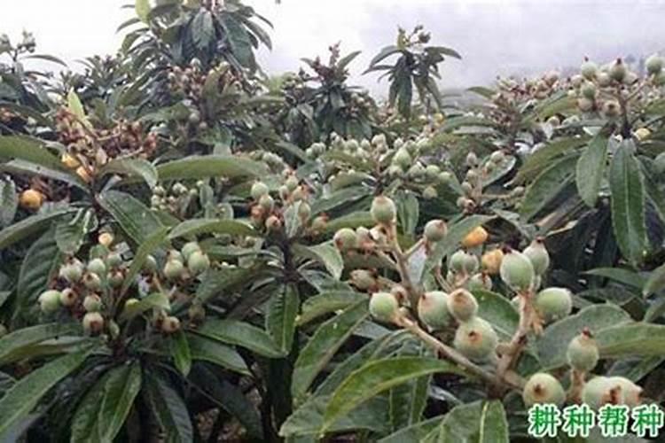 枇杷用肥的最佳时期是什么时候？