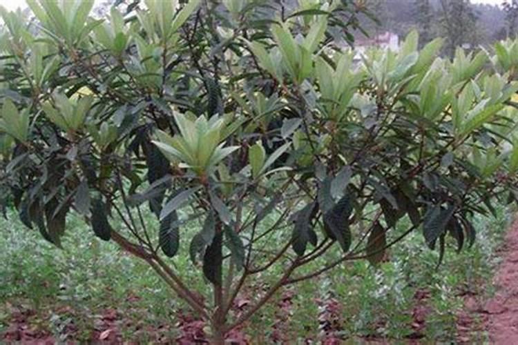 枇杷树什么时候施肥