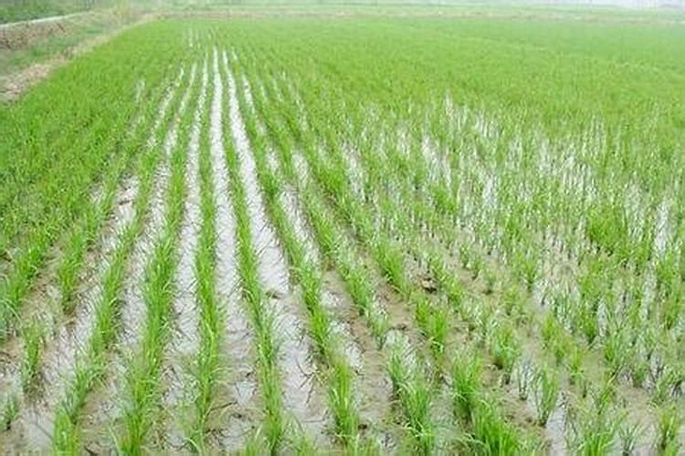 氯化钾给水稻撒施可以吗