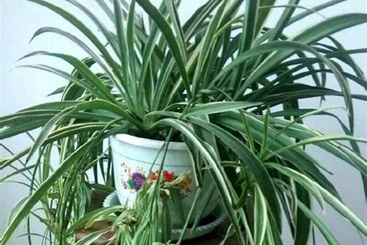 吊兰的磷钾肥在哪里买的到？