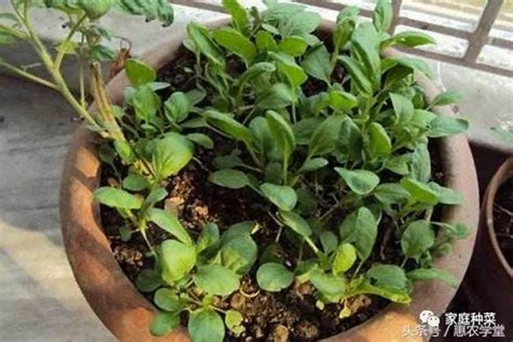 磷肥种油菜好吗怎么种？