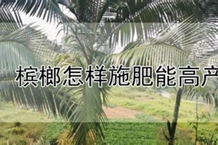 槟榔怎样施肥能高产？
