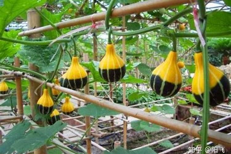 南瓜在结瓜时可以施尿素吗 南瓜整个生长季如何施肥