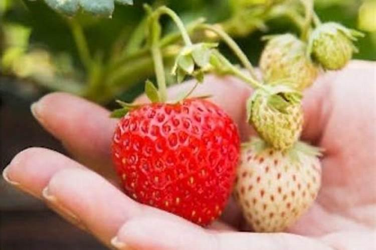 草莓膨果期怎样追施肥料？