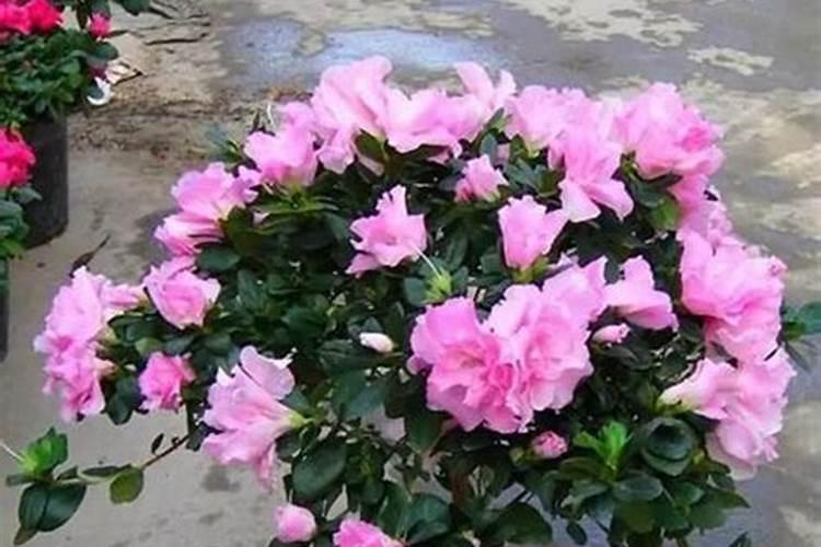 杜鹃花可以用尿素养吗