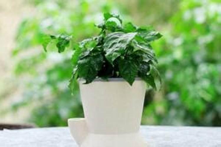 幸福树施什么肥最好 幸福树施哪种肥最好