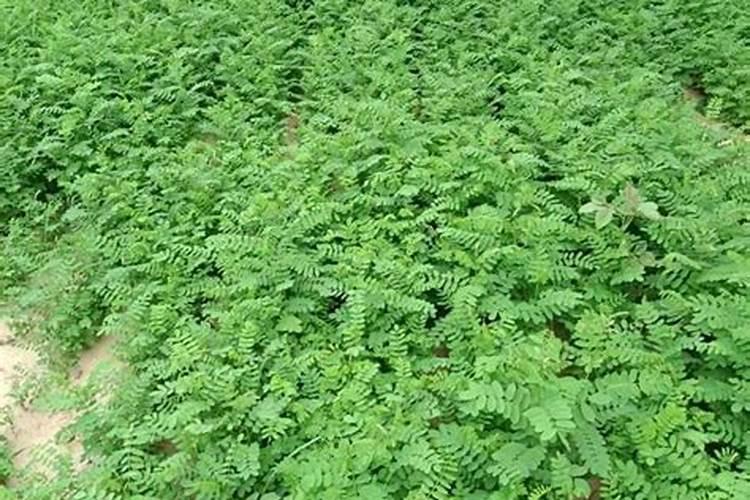 剌槐小苗发黄怎么防治1？