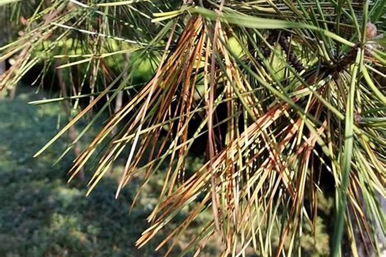 室外松树因伤根针叶发黄了,怎么办？