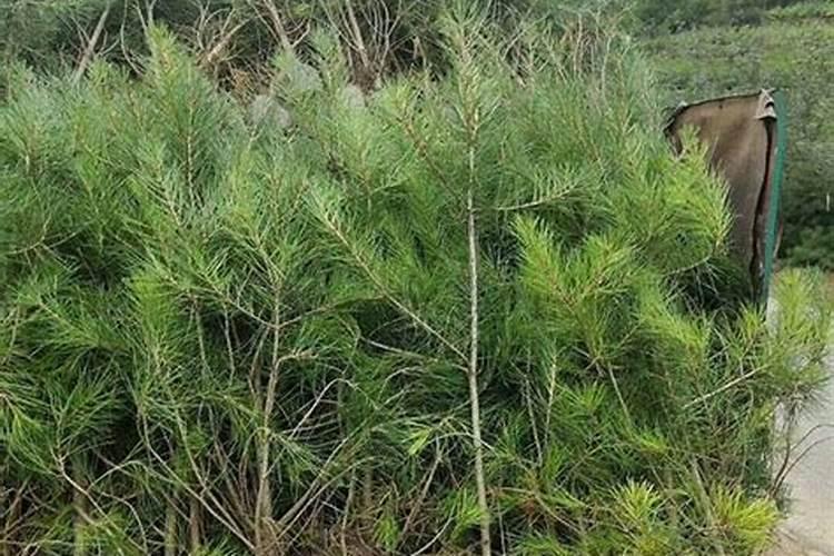 白皮松针叶发黄怎么办？白皮松针叶发黄原因及解决方法