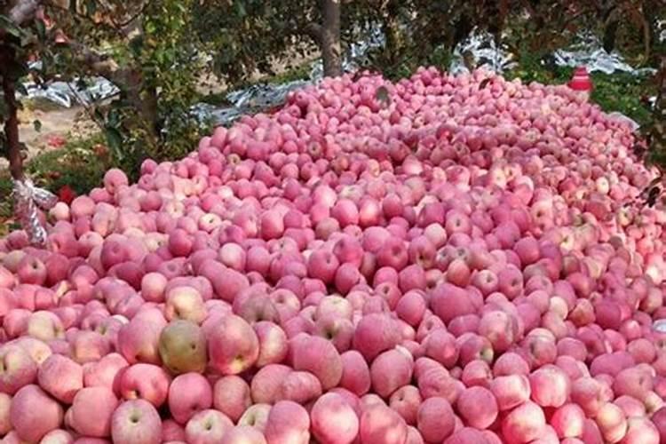 苹果一亩地收入多少？