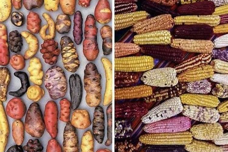 种玉米和土豆哪个合算