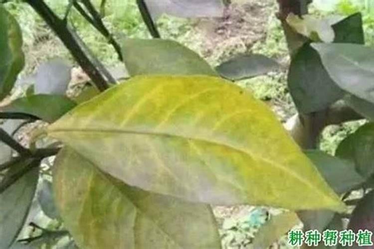 果树氮素过多会出现哪些症状？怎样防治？