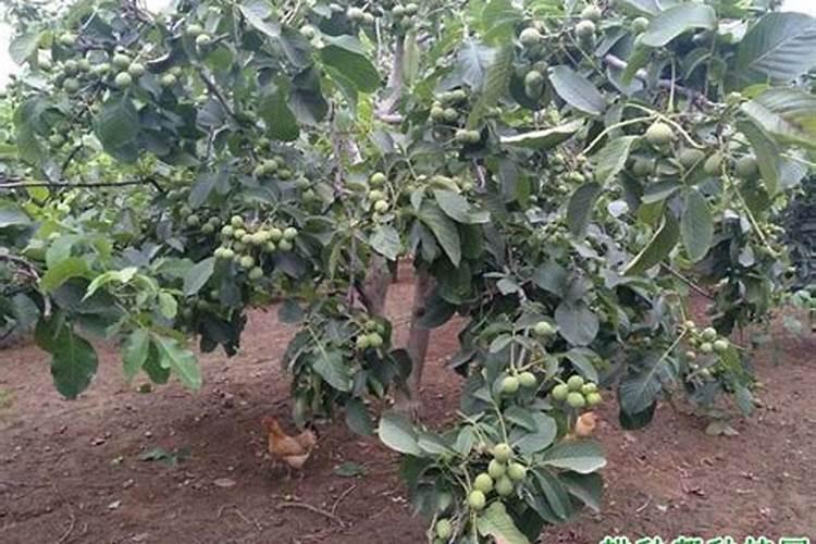 果树氮素过剩要怎样防治？