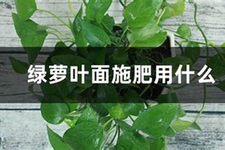 绿萝叶面施肥用什么
