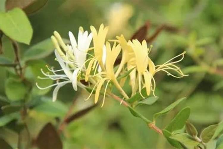 金银花施肥多了会怎样？