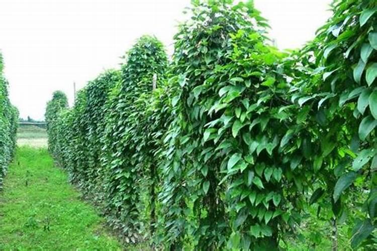 淮山种植什么时候施肥？