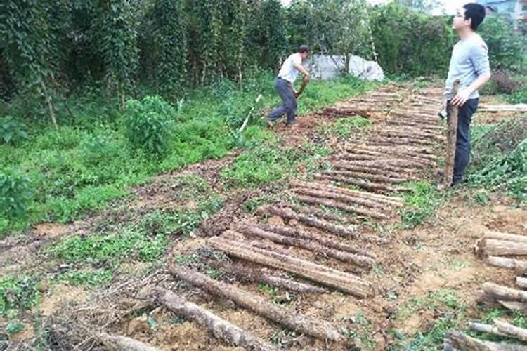 秋季种植淮山什么时候施膨大肥 秋季种植淮山什么时候施膨大肥 比较好...